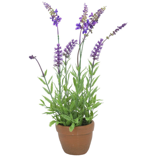 Potted Lavender Plant