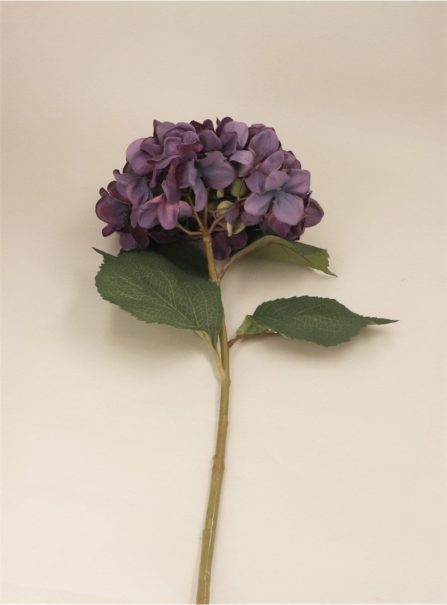 Antique Purple Giant Hydrangea