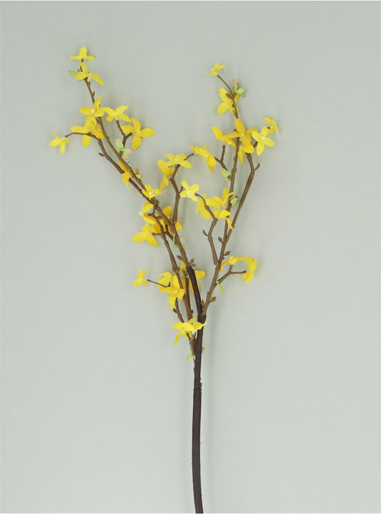 Forsythia Spray