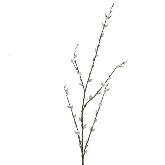 Pussy Willow Branch