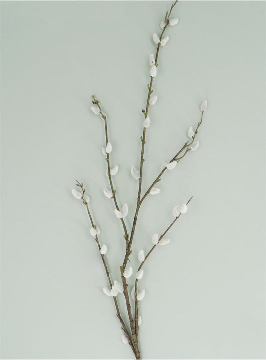 Pussy Willow Branch