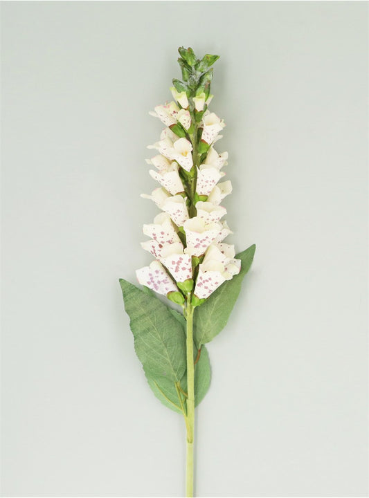 Cream Foxglove Stem