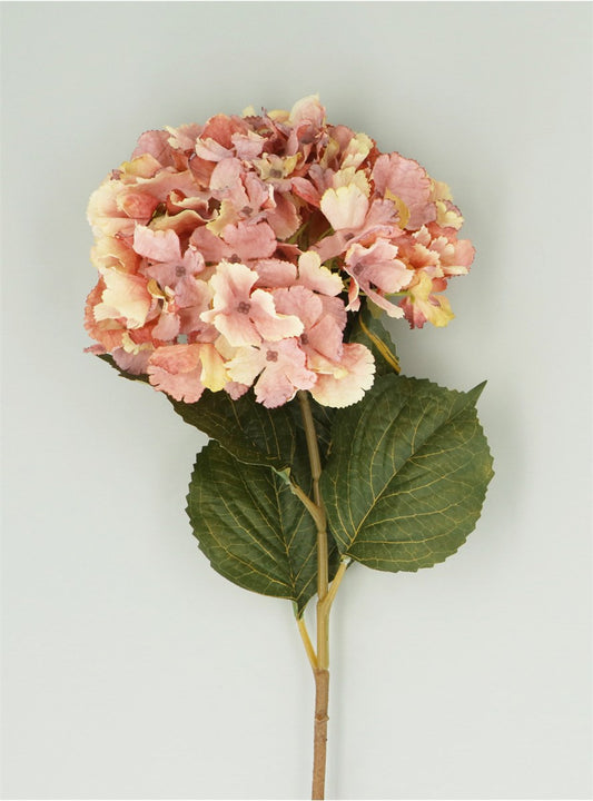 Antique Pink Hydrangea