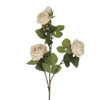 Antique Cream Roses