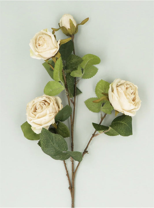 Antique Cream Roses