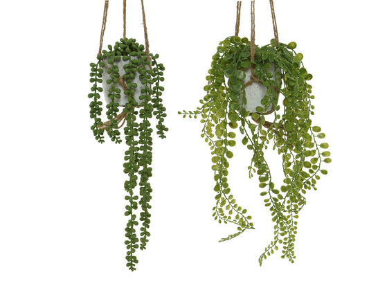 Hanging Plants Assorted