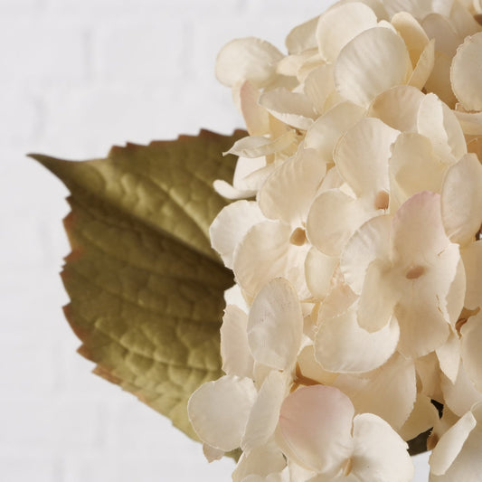 Antique Cream Hydrangea