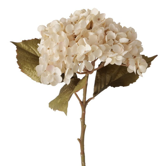 Antique Cream Hydrangea