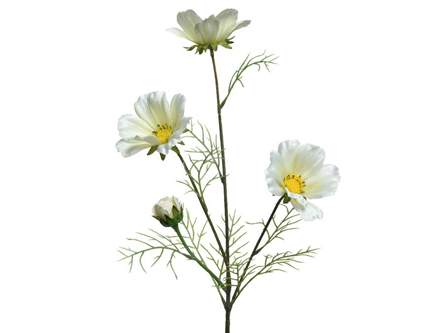 White Coreoposis