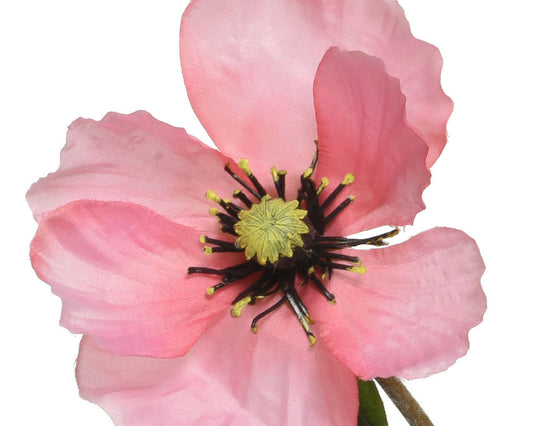 Pink Poppies