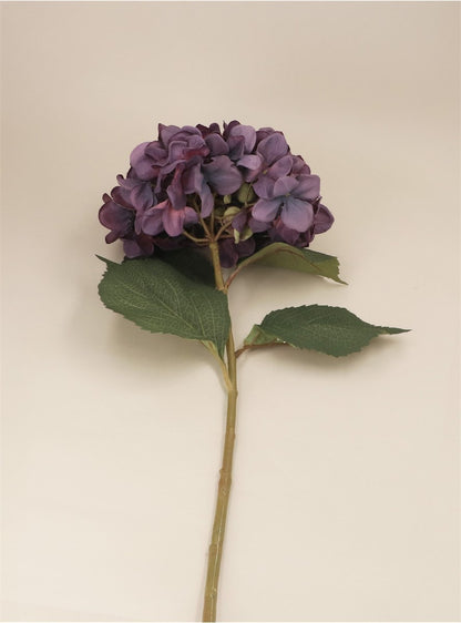 Antique Purple Giant Hydrangea