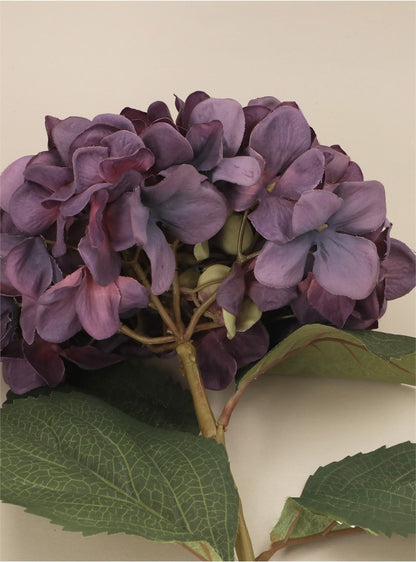 Antique Purple Giant Hydrangea