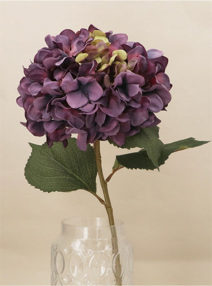 Antique Purple Giant Hydrangea