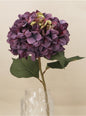 Antique Purple Giant Hydrangea