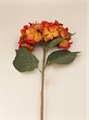 Antique Orange Giant Hydrangea