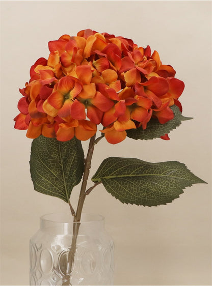 Antique Orange Giant Hydrangea