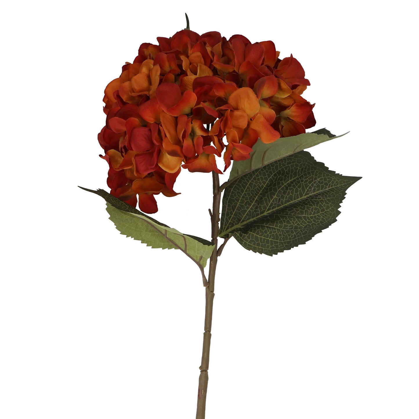 Antique Orange Giant Hydrangea