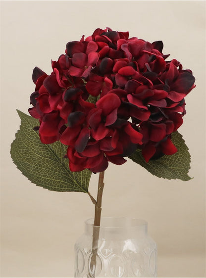 Antique Burgundy Giant Hydrangea