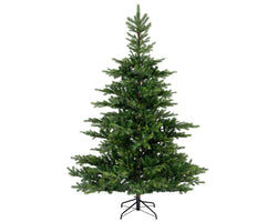 Grandis Fir - 7ft