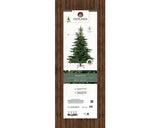 Grandis Fir - 7ft