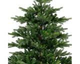 Grandis Fir - 7ft