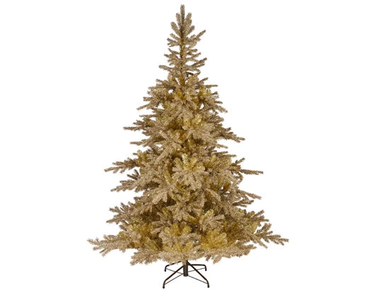 Gold Tiffany Fir - 6ft