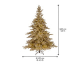 Gold Tiffany Fir - 6ft