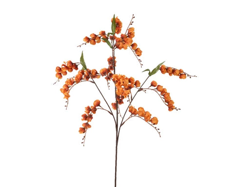 Orange Lantern Flower Stem