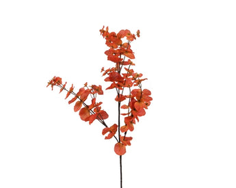 Orange Eucalyptus Stem