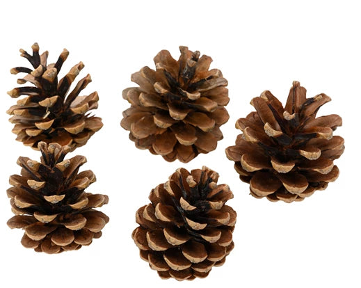 Bag of Natural Pinecones