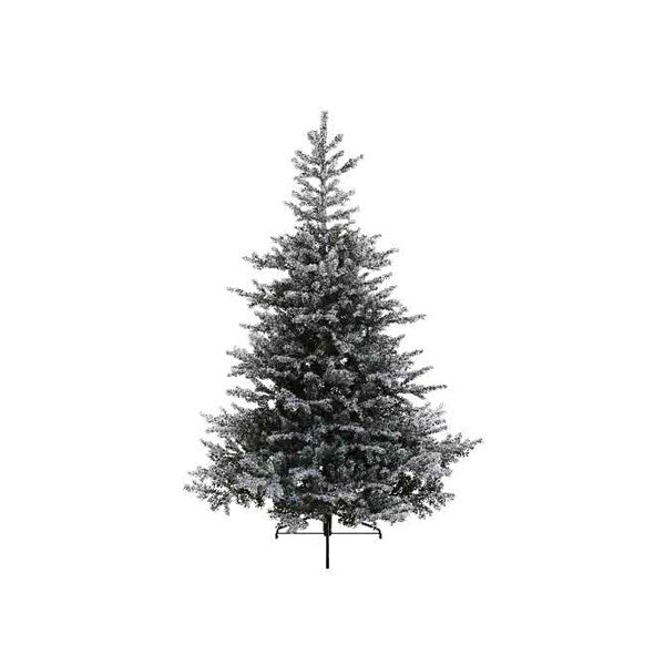 Frosted Grandis Fir - 6ft