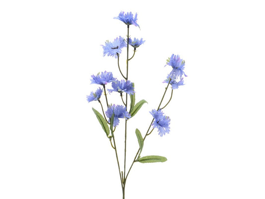 Cornflower