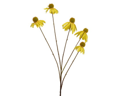 Yellow Coneflower