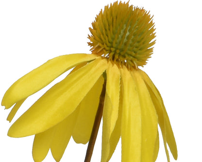 Yellow Coneflower