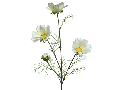 White Coreoposis