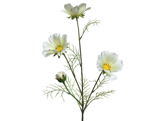 White Coreoposis