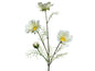 White Coreoposis