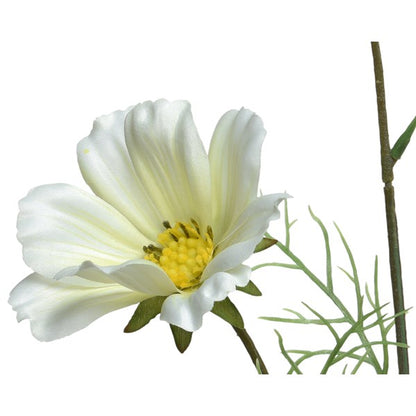 White Coreoposis