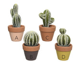 Assorted Potted Little Cacti