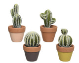 Assorted Potted Little Cacti