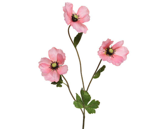 Pink Poppies
