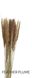 Dried Natural Grass On Stem - Assorted