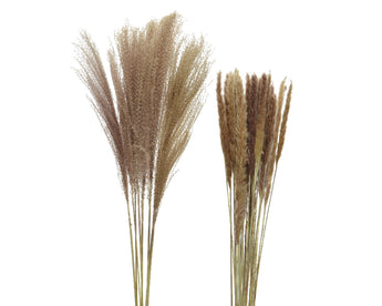Dried Natural Grass On Stem - Assorted