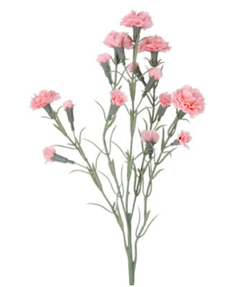 Carnations - Pink