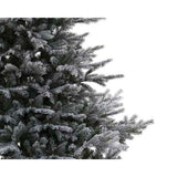 Frosted Grandis Fir - 6ft